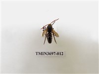 藏品(膜翅目(蜂))的圖片